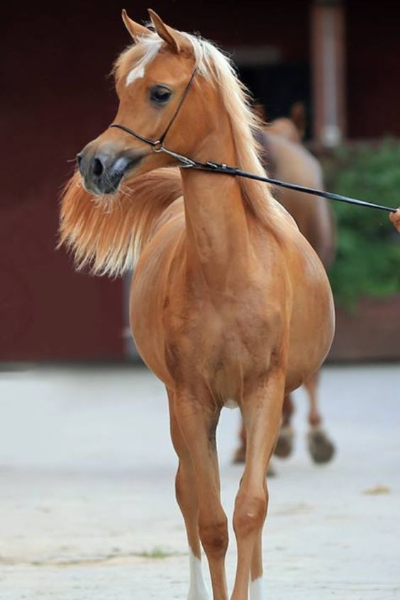 Palomino Horses